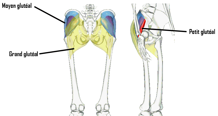 anatomie jambes muscles fessiers petit moyen grand glutéal