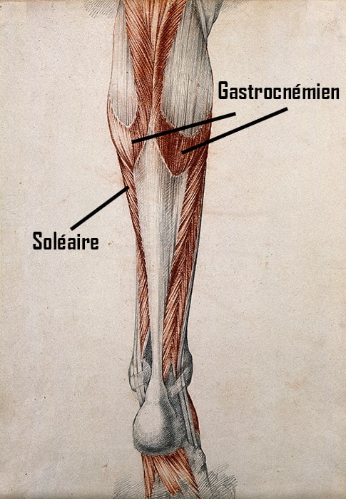 anatomie muscle jambe mollet soléaire gastrocnémien médial latéral