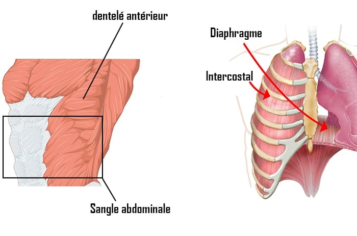 muscles respiratoires anatomie