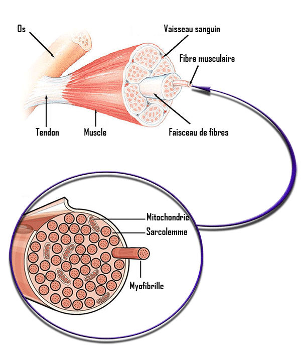 composition muscle fibre musculaire myofibrille