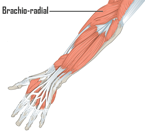 muscle avant-bras brachio-radial